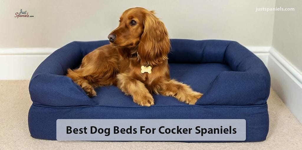 Best-dog-beds-for-cocker-spaniels