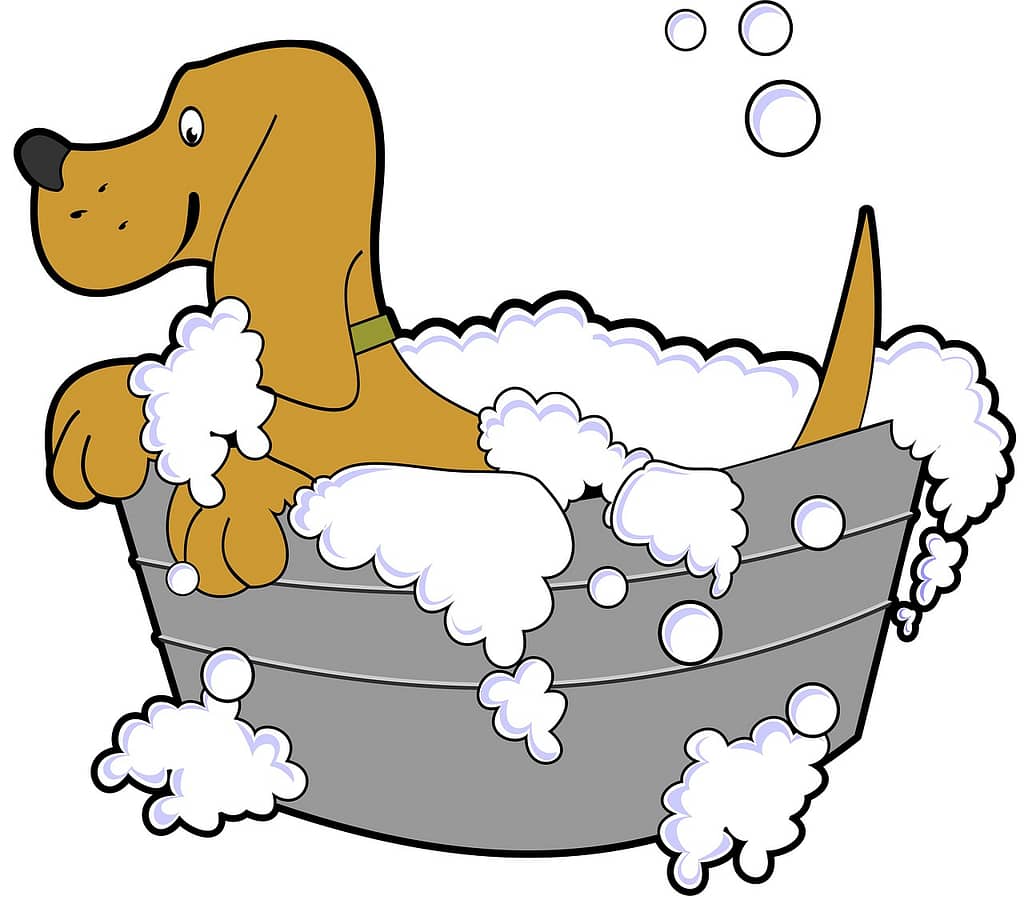 Best Method for Grooming your Spaniel