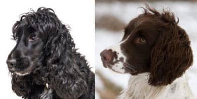 Cocker Spaniel and Working Cocker Spaniel Differences